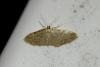 Idaea fuscovenosa